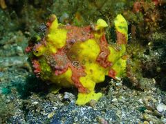 Antennarius maculatus