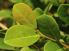 Glochidion rubrum