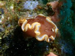 Glossodoris rufomarginata
