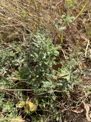 Potentilla argentea