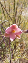 Thelymitra rubra