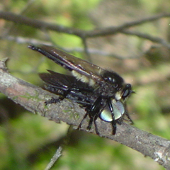 Promachus painteri