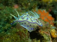 Goniobranchus kuniei