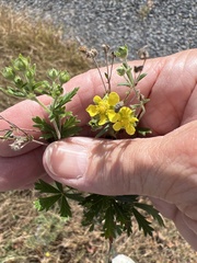 Potentilla argentea