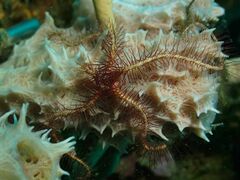 Ophiothrix