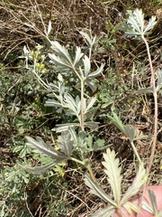 Potentilla argentea