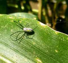 Leucauge