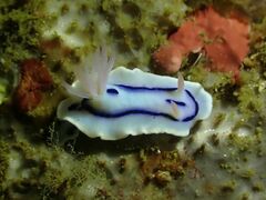 Chromodoris lochi