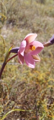 Thelymitra rubra