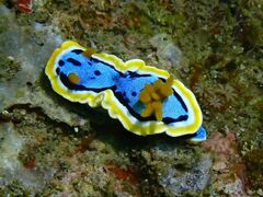 Chromodoris annae