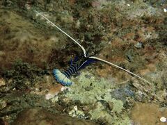 Panulirus versicolor