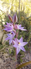 Thelymitra megcalyptra