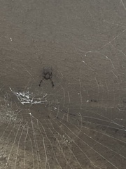 Nephilengys malabarensis