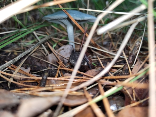 Collybia odora