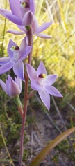 Thelymitra megcalyptra