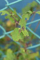 Crepidiastrum denticulatum