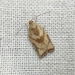 Euchaetis crypsichroa