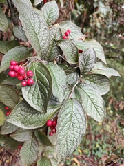 Cotoneaster bullatus