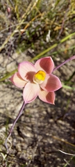 Thelymitra luteocilium