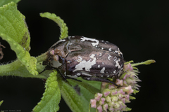 Protaetia aurichalcea