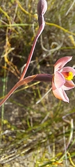 Thelymitra luteocilium