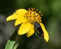 Acmaeodera flavomarginata
