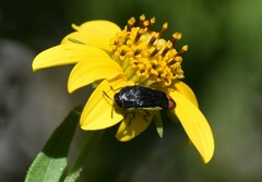 Acmaeodera flavomarginata