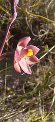 Thelymitra luteocilium
