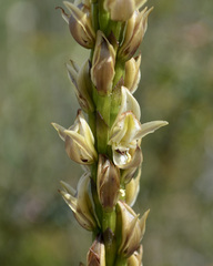 Prasophyllum elatum