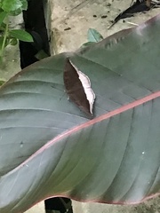Tanaecia