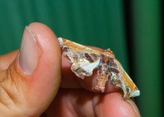 Eutelia pulcherrimus