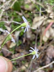 Olearia paucidentata