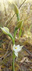 Thelymitra albiflora