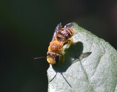Callandrena