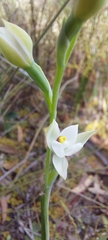 Thelymitra albiflora