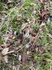 Olearia paucidentata