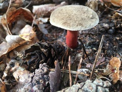 Xerocomellus chrysenteron