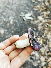 Russula