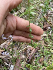 Olearia paucidentata