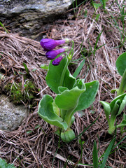 Primula latifolia