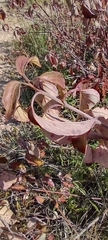 Cornus
