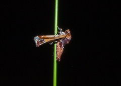 Eutelia pulcherrimus