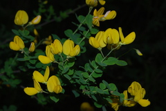 Cytisophyllum sessilifolium