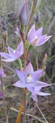 Thelymitra megcalyptra