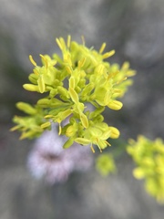 Glischrocaryon behrii