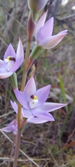 Thelymitra megcalyptra