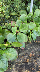 Bergenia crassifolia