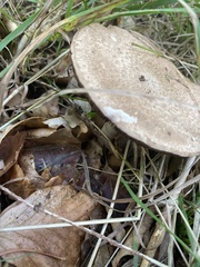 Agaricus sylvaticus