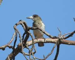 Cracticus nigrogularis