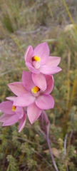 Thelymitra luteocilium